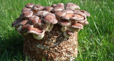 Jak pěstovat houby shiitake doma?